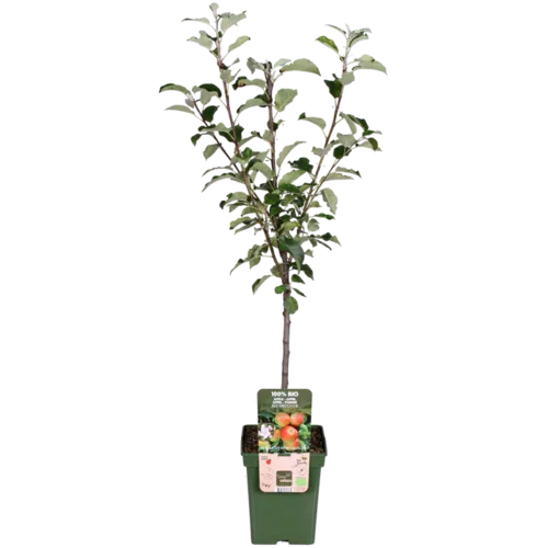 Junai.nl BIO Malus domestica Elstar op stam | laagstam | 100 cm hoog | 23 cm pot