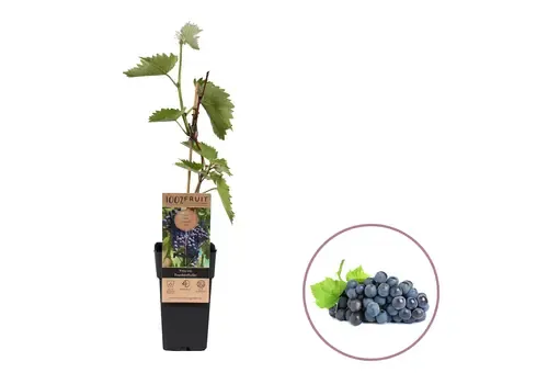 Junai.nl Vitis vinifera Nero | Blauwe druif | 55 cm hoog | 15 cm pot