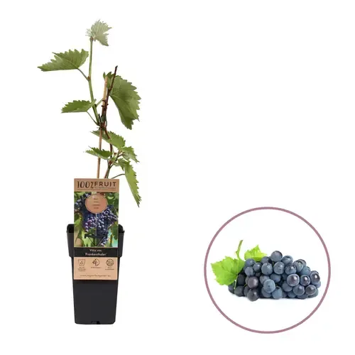 Junai.nl Vitis vinifera Nero | Blauwe druif | 55 cm hoog | 15 cm pot