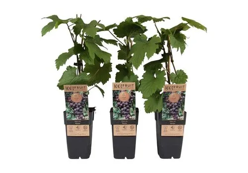 Junai.nl Vitis vinifera Rondo | Blauwe druif | 55 cm hoog | 15 cm pot