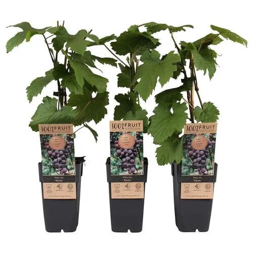 Junai.nl Vitis vinifera Rondo | Blauwe druif | 55 cm hoog | 15 cm pot