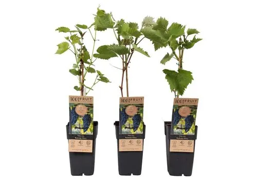 Junai.nl Vitis vinifera 'Boskoop Glory' | blauwe druif | 55 cm hoog | 15 cm pot