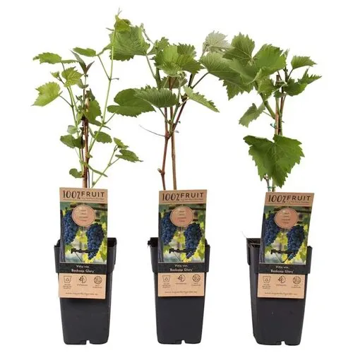 Junai.nl Vitis vinifera 'Boskoop Glory' | blauwe druif | 55 cm hoog | 15 cm pot