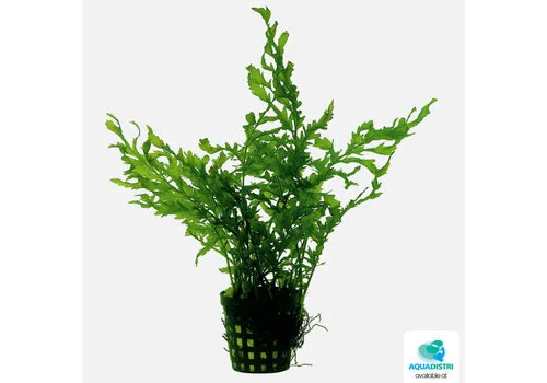 Aquafleur Bolbitis Heudelotii | In 5cm pot