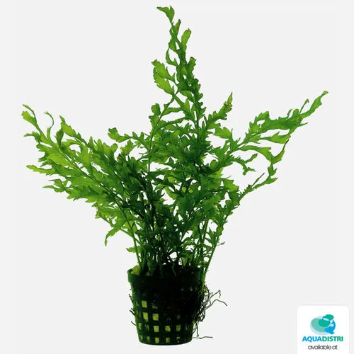 Aquafleur Bolbitis Heudelotii | In 5cm pot