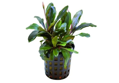 HS Aqua Bucephalandra Blue Green | In 5 cm pot