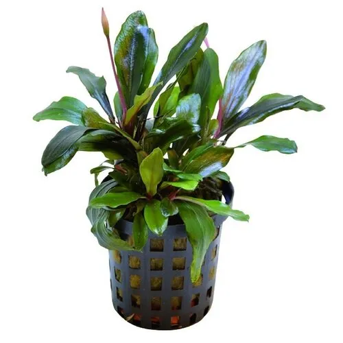 HS Aqua Bucephalandra Blue Green | In 5 cm pot