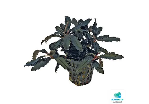 Aquafleur Bucephalandra Kedagang | In 5cm pot