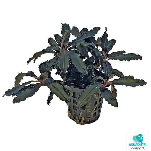 Aquafleur Bucephalandra Kedagang | In 5cm pot