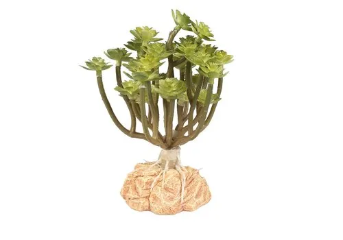 Terra Della Woestijnplant Aeonium groen