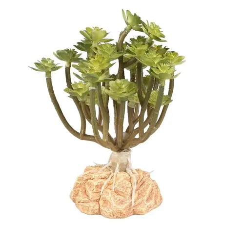 Terra Della Woestijnplant Aeonium groen