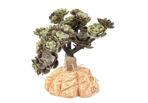 Terra Della Woestijnplant Sedum spurium groen