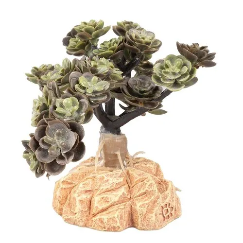 Terra Della Woestijnplant Sedum spurium groen