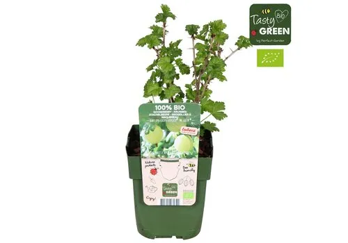 Junai.nl BIO Kruisbes Ribes Easycrisp Mr Green | 40 cm hoog | 13 cm pot