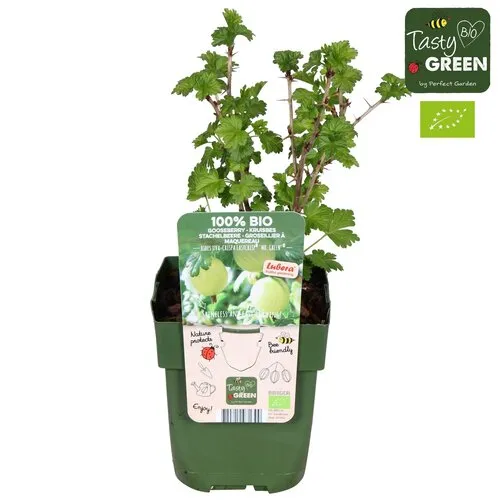 Junai.nl BIO Kruisbes Ribes Easycrisp Mr Green | 40 cm hoog | 13 cm pot