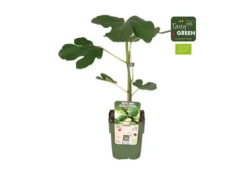 Junai.nl BIO Kruisbes Ribes Easycrisp Mr Green | 40 cm hoog | 13 cm pot