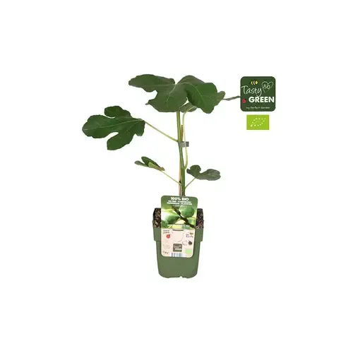 Junai.nl BIO Kruisbes Ribes Easycrisp Mr Green | 40 cm hoog | 13 cm pot