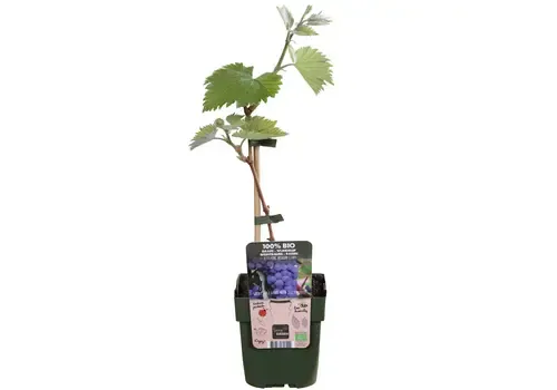 Junai.nl BIO Druivenstruik Wijndruif Boskoop Glory | 40 cm hoog | 13 cm pot
