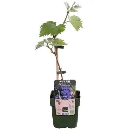 Junai.nl BIO Druivenstruik Wijndruif Boskoop Glory | 40 cm hoog | 13 cm pot
