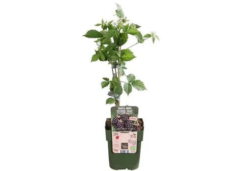 Junai.nl BIO Braam Rubus Navaho Summerlong | 40 cm hoog | 13 cm pot