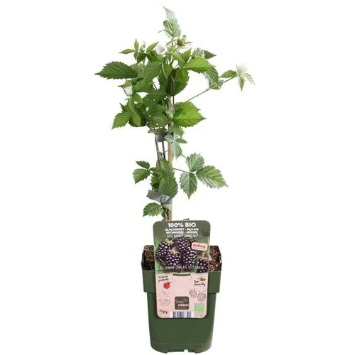 Junai.nl BIO Braam Rubus Navaho Summerlong | 40 cm hoog | 13 cm pot