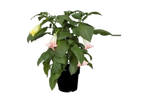 Junai.nl Brugmansia roze | 60 cm hoog | 33 cm pot