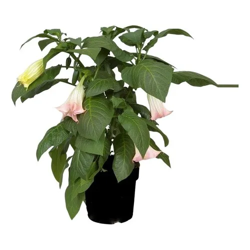 Junai.nl Brugmansia roze | 60 cm hoog | 33 cm pot