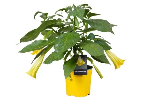 Junai.nl Brugmansia geel | 60 cm hoog | 33 cm pot
