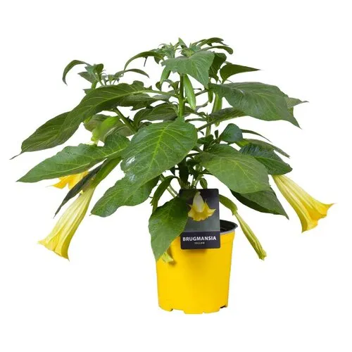 Junai.nl Brugmansia geel | 60 cm hoog | 33 cm pot