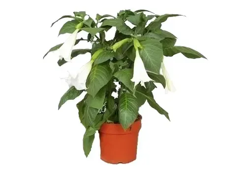 Junai.nl Brugmansia Wit | 60 cm hoog | 33 cm pot