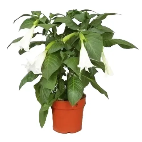 Junai.nl Brugmansia Wit | 60 cm hoog | 33 cm pot