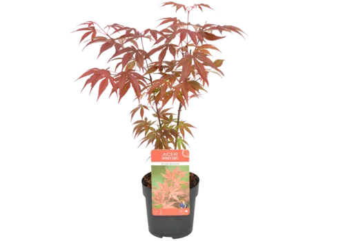 Junai.nl Acer palmatum 'Atropurpureum' | Japanse esdoorn | 45 cm hoog | 15 cm pot