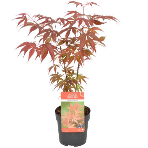 Junai.nl Acer palmatum 'Atropurpureum' | Japanse esdoorn | 45 cm hoog | 15 cm pot