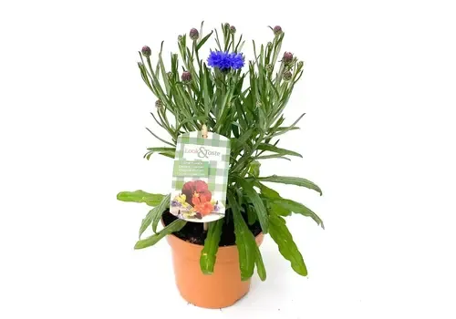 Junai.nl Centaurea Korenbloem | 30 cm hoog | 12 cm pot