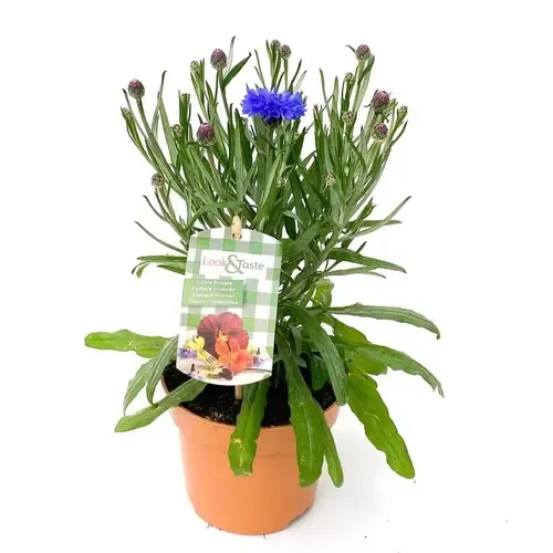 Junai.nl Centaurea Korenbloem | 30 cm hoog | 12 cm pot