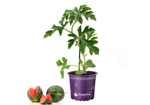 Junai.nl Citrullus lanatus Watermeloen 'Fire Ball' | Geënt | 25 cm hoog | 12 cm pot