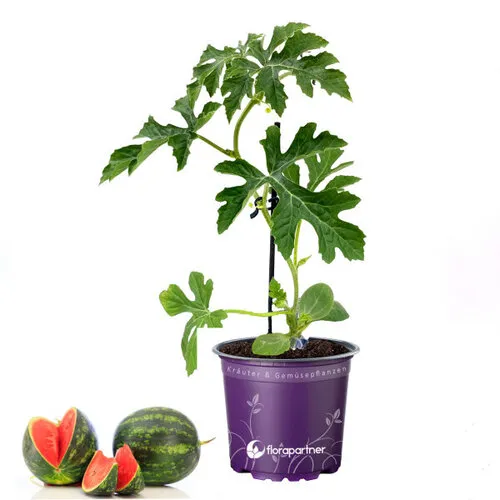 Junai.nl Citrullus lanatus Watermeloen 'Fire Ball' | Geënt | 25 cm hoog | 12 cm pot