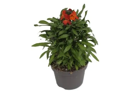 Junai.nl Erysimum Leya Orange Glow | 25 cm hoog | 13 cm pot