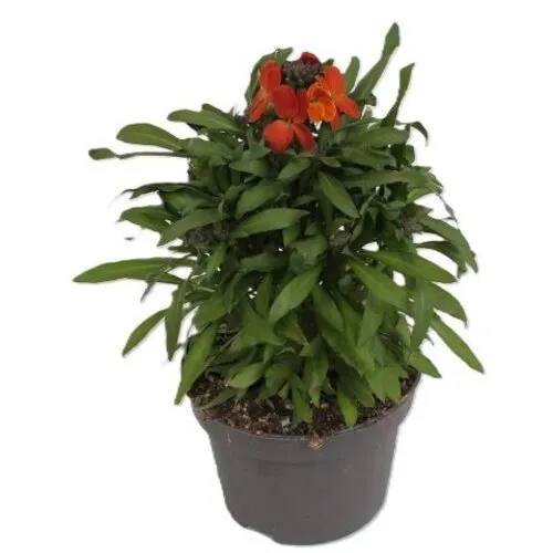 Junai.nl Erysimum Leya Orange Glow | 25 cm hoog | 13 cm pot
