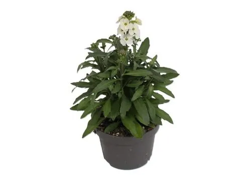 Junai.nl Erysimum Leya White | 25 cm hoog | 13 cm pot