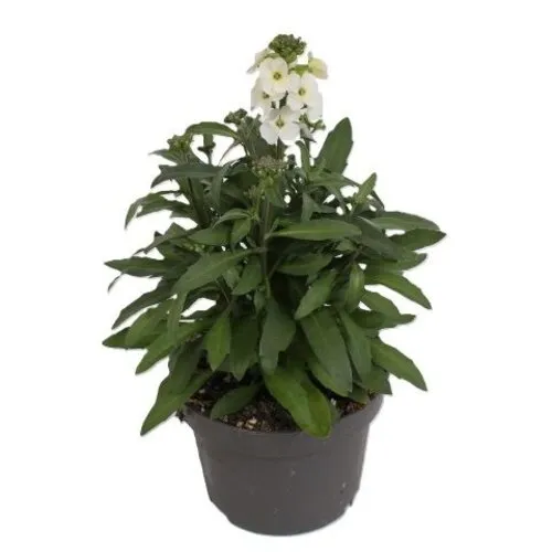 Junai.nl Erysimum Leya White | 25 cm hoog | 13 cm pot
