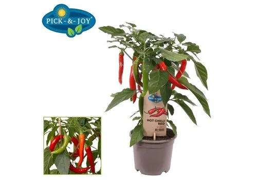 Junai.nl Capsicum annuum Hot Chilli Red peper | 45 cm hoog | 14 cm pot