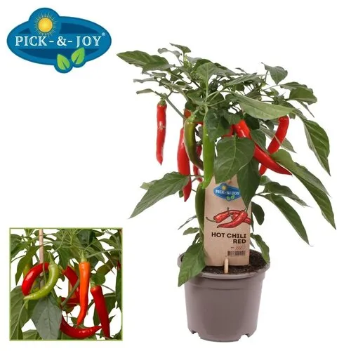 Junai.nl Capsicum annuum Hot Chilli Red peper | 45 cm hoog | 14 cm pot
