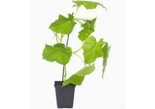 Junai.nl Cucumis sativus Melva | Komkommerplant | 25 cm hoog | 12 cm pot