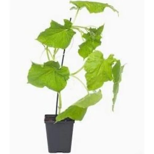 Junai.nl Cucumis sativus Melva | Komkommerplant | 25 cm hoog | 12 cm pot