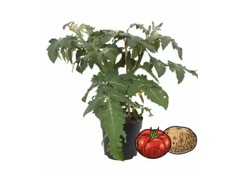 Junai.nl Solanum lycopersicum Potatom | tomaat EN aardappelplant | 35 cm hoog | 13 cm pot