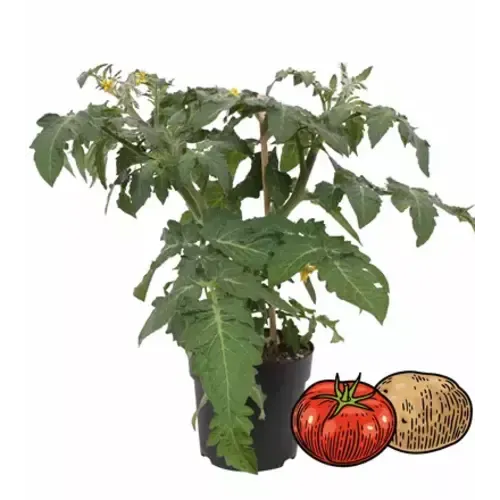Junai.nl Solanum lycopersicum Potatom | tomaat EN aardappelplant | 35 cm hoog | 13 cm pot