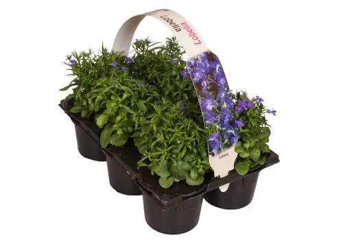 Junai.nl Lobelia erinus | Tray van 6 stuks | 15 cm hoog | 6 cm pot