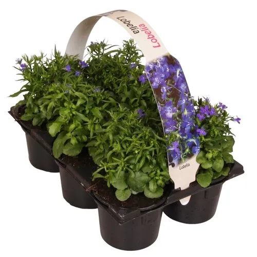 Junai.nl Lobelia erinus | Tray van 6 stuks | 15 cm hoog | 6 cm pot