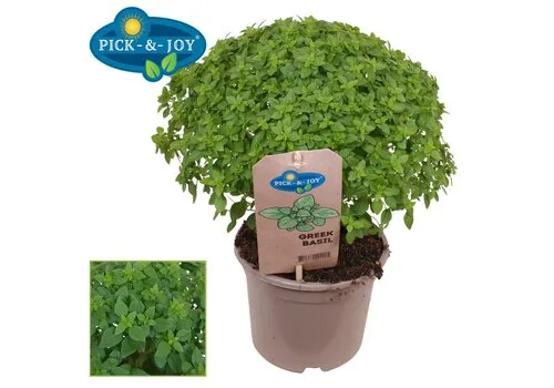 JUNAVERA Ocimum basilicum Greek Basil | 14 cm pot | 30 cm hoog
